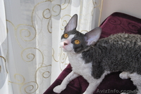 корниш-рекс котята - <ro>Изображение</ro><ru>Изображение</ru> #5, <ru>Объявление</ru> #596118