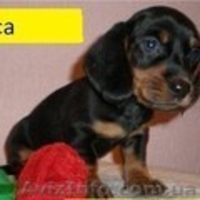 Очаровательная таксочка ждет преданного хозяина - <ro>Изображение</ro><ru>Изображение</ru> #1, <ru>Объявление</ru> #569837