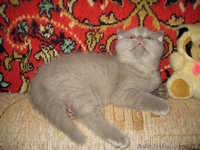 Лиловый шотландский вислоухий котик - <ro>Изображение</ro><ru>Изображение</ru> #2, <ru>Объявление</ru> #560195