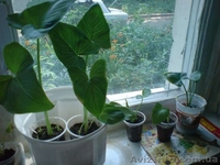 Каллы, Финиковые пальмы - <ro>Изображение</ro><ru>Изображение</ru> #1, <ru>Объявление</ru> #567952