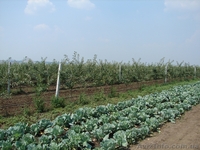 Продам яблоневый сад - <ro>Изображение</ro><ru>Изображение</ru> #1, <ru>Объявление</ru> #621043