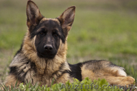 Подрощенные щенки немецкой овчарки - <ro>Изображение</ro><ru>Изображение</ru> #6, <ru>Объявление</ru> #618415