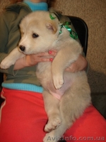 Продаются элитные щенки северокавказского волкодава  - <ro>Изображение</ro><ru>Изображение</ru> #1, <ru>Объявление</ru> #671772