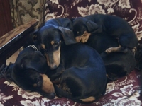 Очаровательная таксочка ждет преданного хозяина - <ro>Изображение</ro><ru>Изображение</ru> #3, <ru>Объявление</ru> #569837