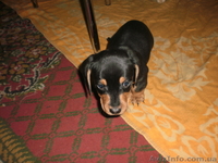 Очаровательная таксочка ждет преданного хозяина - <ro>Изображение</ro><ru>Изображение</ru> #2, <ru>Объявление</ru> #569837