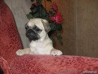 Щенки мопса ищут надежного друга - <ro>Изображение</ro><ru>Изображение</ru> #2, <ru>Объявление</ru> #650556
