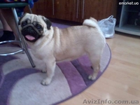 Щенки мопса ищут надежного друга - <ro>Изображение</ro><ru>Изображение</ru> #3, <ru>Объявление</ru> #650556