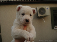 Продаются элитные щенки северокавказского волкодава  - <ro>Изображение</ro><ru>Изображение</ru> #2, <ru>Объявление</ru> #671772