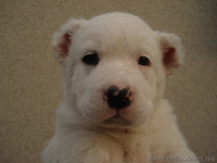 Продаются элитные щенки северокавказского волкодава  - <ro>Изображение</ro><ru>Изображение</ru> #3, <ru>Объявление</ru> #671772