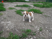 Продам щенков Американского бульдога - <ro>Изображение</ro><ru>Изображение</ru> #4, <ru>Объявление</ru> #671800