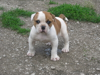 Продам щенков Американского бульдога - <ro>Изображение</ro><ru>Изображение</ru> #3, <ru>Объявление</ru> #671800