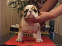 Английские бульдоги шоу класс! - <ro>Изображение</ro><ru>Изображение</ru> #2, <ru>Объявление</ru> #685269