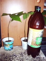 Какао или шоколадное дерево - <ro>Изображение</ro><ru>Изображение</ru> #3, <ru>Объявление</ru> #689489