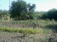 Продам дачу, деревянный домик, 12 сот, сад, Моспино - <ro>Изображение</ro><ru>Изображение</ru> #2, <ru>Объявление</ru> #727808