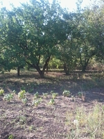 Продам дачу, деревянный домик, 12 сот, сад, Моспино - <ro>Изображение</ro><ru>Изображение</ru> #3, <ru>Объявление</ru> #727808