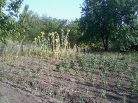 Продам дачу, деревянный домик, 12 сот, сад, Моспино - <ro>Изображение</ro><ru>Изображение</ru> #5, <ru>Объявление</ru> #727808