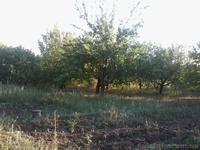 Продам дачу, деревянный домик, 12 сот, сад, Моспино - <ro>Изображение</ro><ru>Изображение</ru> #7, <ru>Объявление</ru> #727808