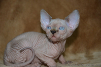 Продаются голорожденные котята породы канадский сфинкс различных окрасов - <ro>Изображение</ro><ru>Изображение</ru> #2, <ru>Объявление</ru> #720517