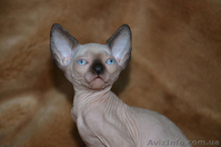 Продаются голорожденные котята породы канадский сфинкс различных окрасов - <ro>Изображение</ro><ru>Изображение</ru> #3, <ru>Объявление</ru> #720517