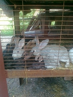 Продам кролей крупной породы - <ro>Изображение</ro><ru>Изображение</ru> #1, <ru>Объявление</ru> #713858