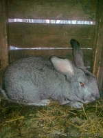 Продам кролей крупной породы - <ro>Изображение</ro><ru>Изображение</ru> #2, <ru>Объявление</ru> #713858