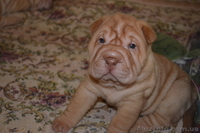 Щенки шарпея ищут хозяев - <ro>Изображение</ro><ru>Изображение</ru> #3, <ru>Объявление</ru> #724404