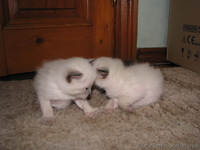 Продаю котят тайской породы - <ro>Изображение</ro><ru>Изображение</ru> #1, <ru>Объявление</ru> #724612