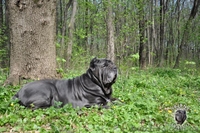 елитные щенки мастино наполетано - <ro>Изображение</ro><ru>Изображение</ru> #6, <ru>Объявление</ru> #729272