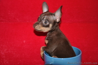 продаю тойчика,миника - <ro>Изображение</ro><ru>Изображение</ru> #1, <ru>Объявление</ru> #748267