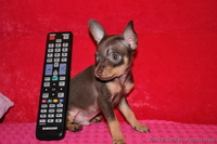 продаю тойчика,миника - <ro>Изображение</ro><ru>Изображение</ru> #2, <ru>Объявление</ru> #748267