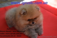 Щенки померанского шпица крем и оранж - <ro>Изображение</ro><ru>Изображение</ru> #4, <ru>Объявление</ru> #741299
