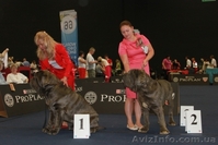 елитные щенки мастино наполетано - <ro>Изображение</ro><ru>Изображение</ru> #1, <ru>Объявление</ru> #729272