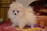 Щенки померанского шпица крем и оранж - <ro>Изображение</ro><ru>Изображение</ru> #6, <ru>Объявление</ru> #741299