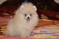 Померанский шпиц щенки Vip-Classa! - <ro>Изображение</ro><ru>Изображение</ru> #1, <ru>Объявление</ru> #736401