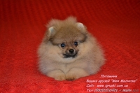 Померанский шпиц щенки Vip-Classa! - <ro>Изображение</ro><ru>Изображение</ru> #6, <ru>Объявление</ru> #736401