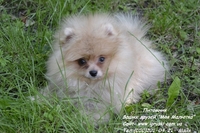 Щенки померанского шпица крем и оранж - <ro>Изображение</ro><ru>Изображение</ru> #2, <ru>Объявление</ru> #741299