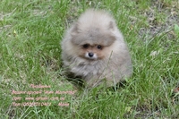 Померанский шпиц щенки Vip-Classa! - <ro>Изображение</ro><ru>Изображение</ru> #5, <ru>Объявление</ru> #736401