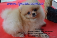 Померанский шпиц щенки Vip-Classa! - <ro>Изображение</ro><ru>Изображение</ru> #2, <ru>Объявление</ru> #736401