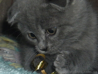 Забавные плюшки-вислоушки - <ro>Изображение</ro><ru>Изображение</ru> #2, <ru>Объявление</ru> #756203