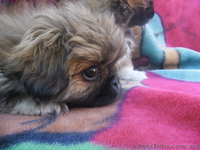 Щенки королевского пекинеса  - <ro>Изображение</ro><ru>Изображение</ru> #2, <ru>Объявление</ru> #777766