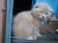 Забавные плюшки-вислоушки - <ro>Изображение</ro><ru>Изображение</ru> #8, <ru>Объявление</ru> #756203