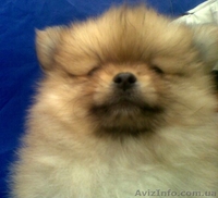 Обаятельные шпицы - <ro>Изображение</ro><ru>Изображение</ru> #2, <ru>Объявление</ru> #765282