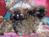 Щенки королевского пекинеса  - <ro>Изображение</ro><ru>Изображение</ru> #1, <ru>Объявление</ru> #777766