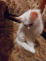 Симпатичные Ангорчики - <ro>Изображение</ro><ru>Изображение</ru> #4, <ru>Объявление</ru> #765285