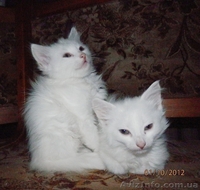 Симпатичные Ангорчики - <ro>Изображение</ro><ru>Изображение</ru> #2, <ru>Объявление</ru> #765285