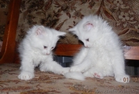 Симпатичные Ангорчики - <ro>Изображение</ro><ru>Изображение</ru> #1, <ru>Объявление</ru> #765285
