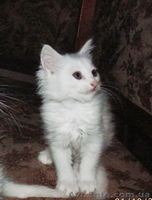 Симпатичные Ангорчики - <ro>Изображение</ro><ru>Изображение</ru> #7, <ru>Объявление</ru> #765285