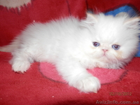 Персидское чудо - <ro>Изображение</ro><ru>Изображение</ru> #2, <ru>Объявление</ru> #766057