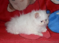 Персидское чудо - <ro>Изображение</ro><ru>Изображение</ru> #10, <ru>Объявление</ru> #766057