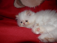 Персидское чудо - <ro>Изображение</ro><ru>Изображение</ru> #5, <ru>Объявление</ru> #766057